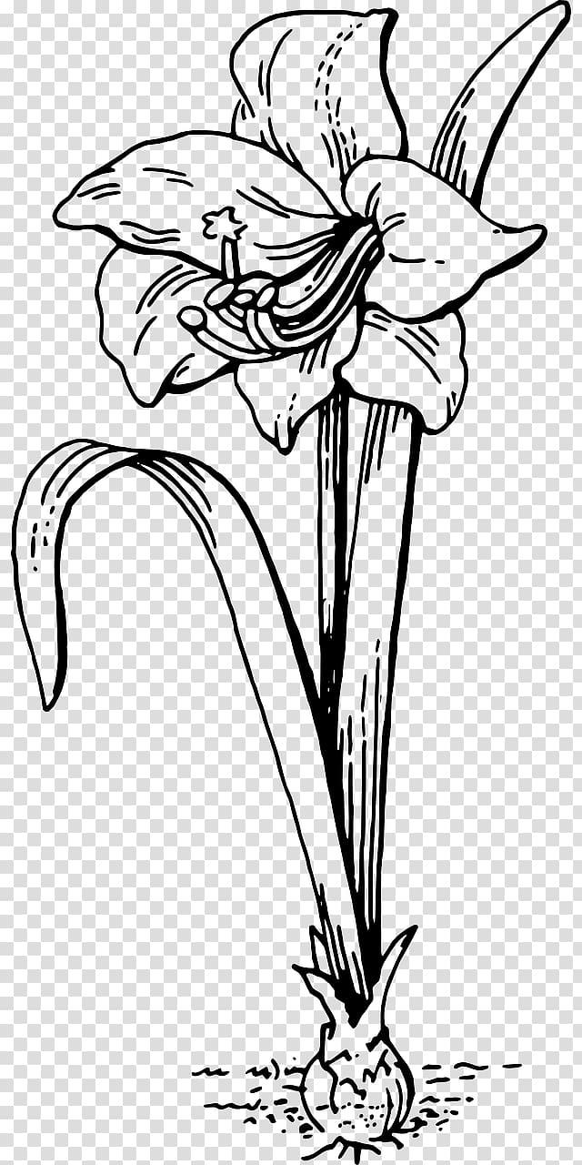 Coloring book Amaryllis Child, white-lilies transparent background PNG clipart