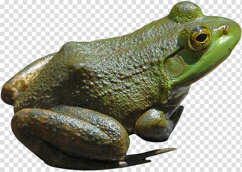 American bullfrog, Frog transparent background PNG clipart