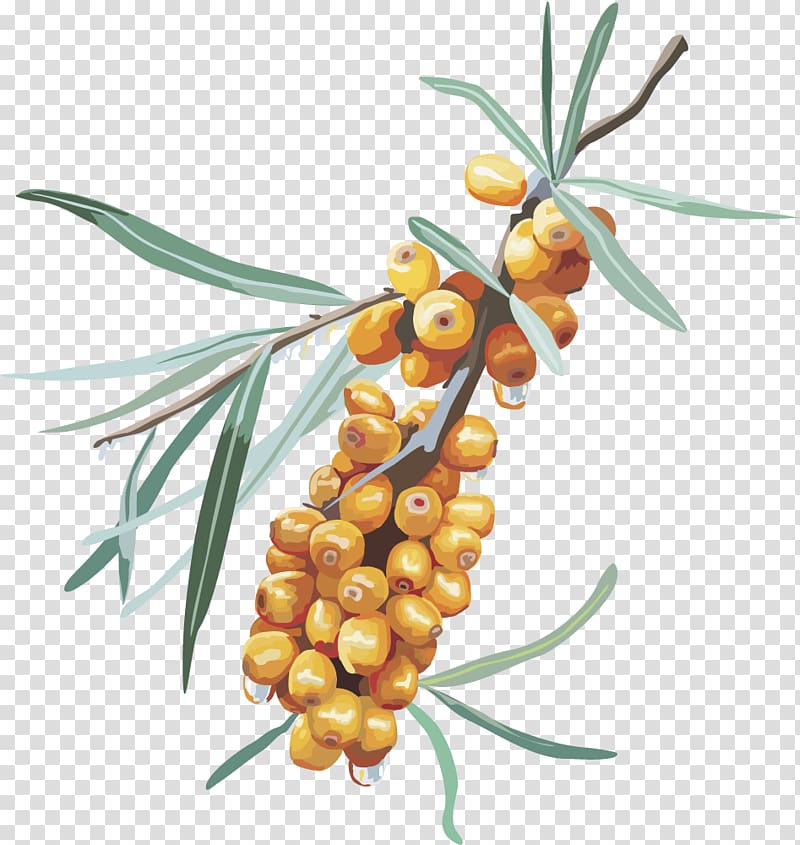 Sea buckthorns Fruit Berry, yellow jujube jujube dates transparent background PNG clipart