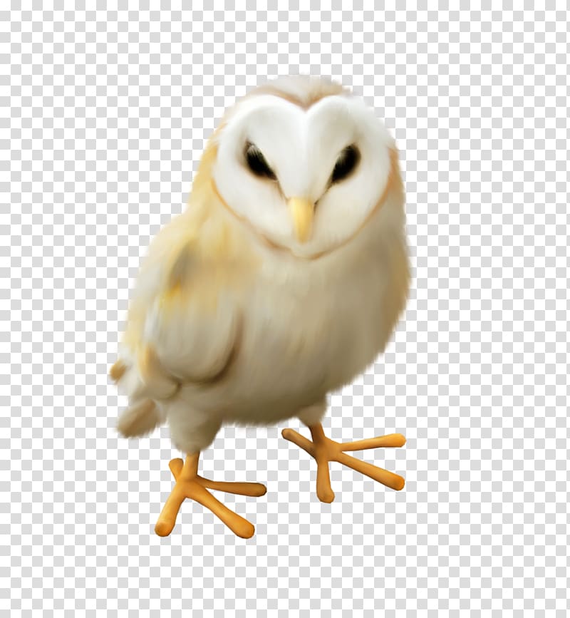 Owl Bird , sleepy transparent background PNG clipart