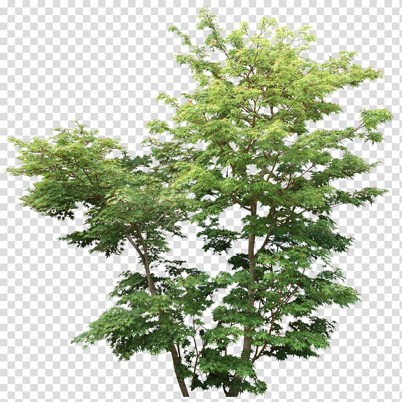 green tree, Tree Shrub Rendering Plant Branch, bushes transparent background PNG clipart