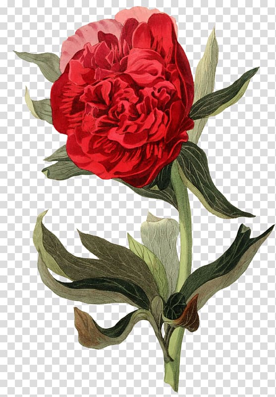 Garden roses Botanical illustration Botany Peony, peony transparent background PNG clipart