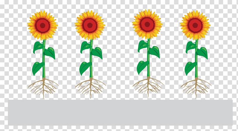 Common sunflower Function-spacer-lipid Kode construct Sunflower seed Monomer Presentation, coating transparent background PNG clipart