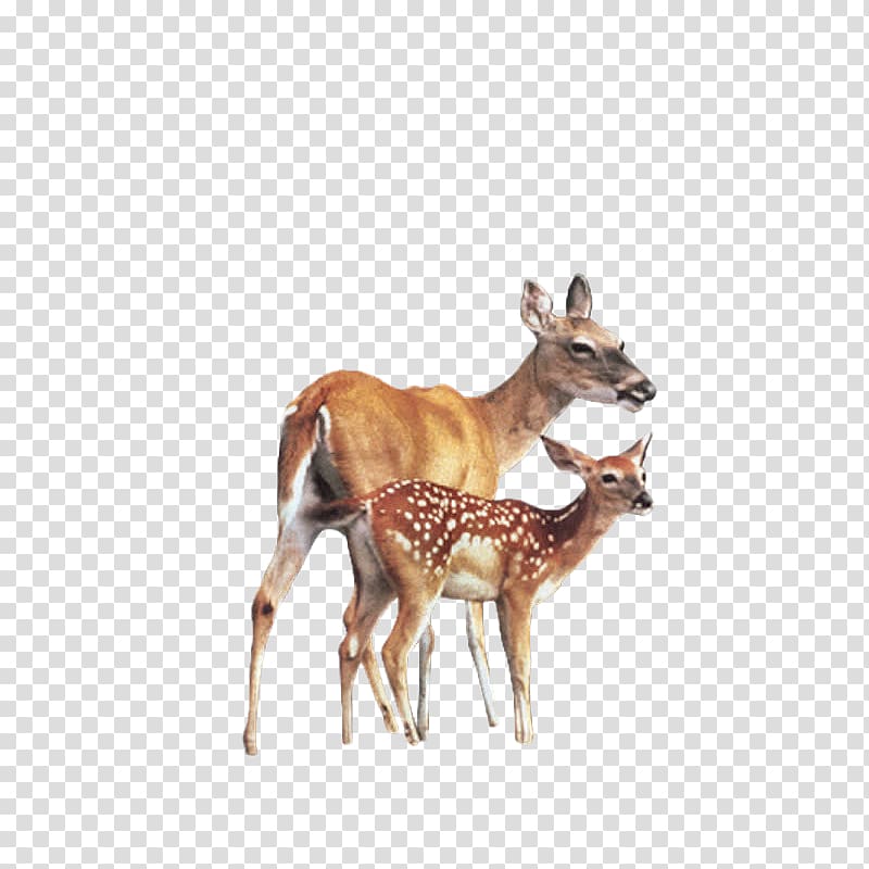 Roe deer Elk Animal, Deer transparent background PNG clipart