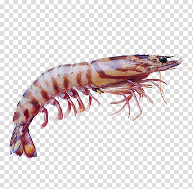 American lobster Caridea Penaeus semisulcatus Prawn, Shrimps transparent background PNG clipart