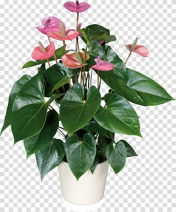 pink laceleaf on white plant pot, Laceleaf Houseplant Adenium obesum Cultivo, plant transparent background PNG clipart