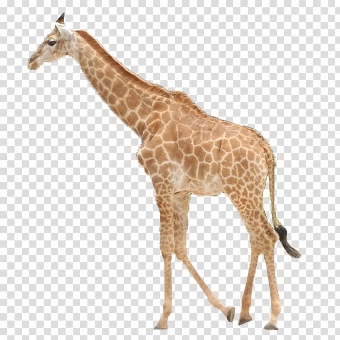 giraffe , Northern giraffe Icon, giraffe transparent background PNG clipart