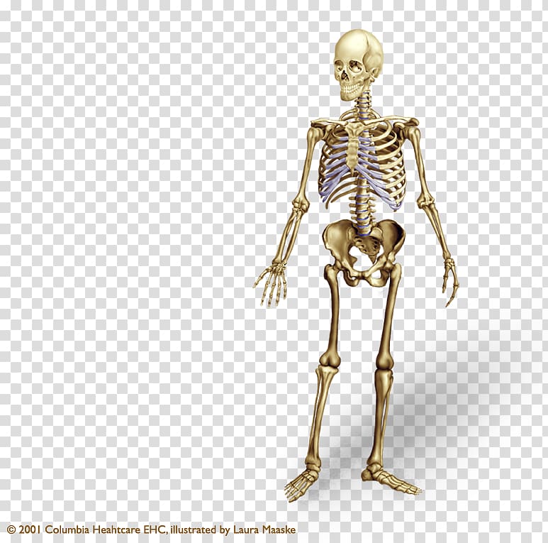 Human skeleton Human body Bone Anatomy Axial skeleton, Skeleton transparent background PNG clipart