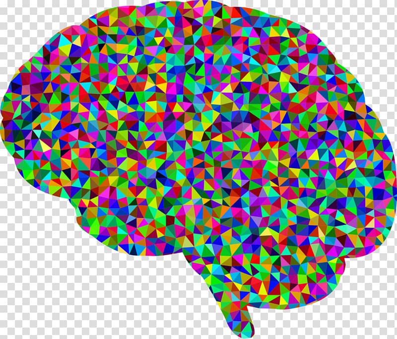 The Female Brain Human brain , Brain transparent background PNG clipart