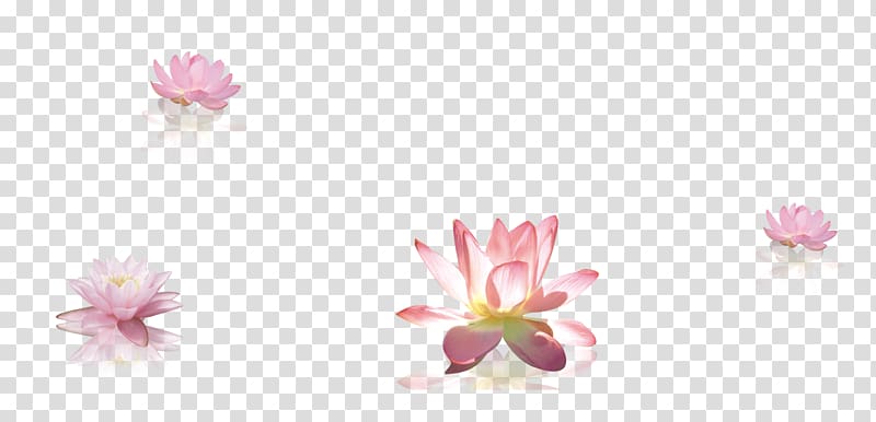 Petal Cut flowers Body piercing jewellery Flowering plant, Lotus decorative material transparent background PNG clipart