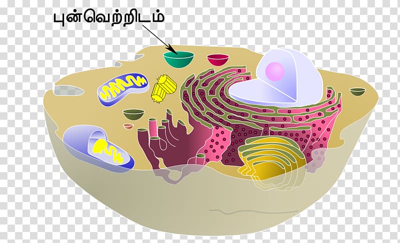 Cèl·lula animal Vacuole Cell Organelle, taça transparent background PNG clipart