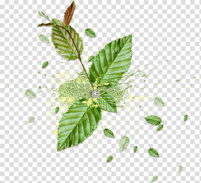 Leaf Flower u6d17u8138, Mint leaves transparent background PNG clipart