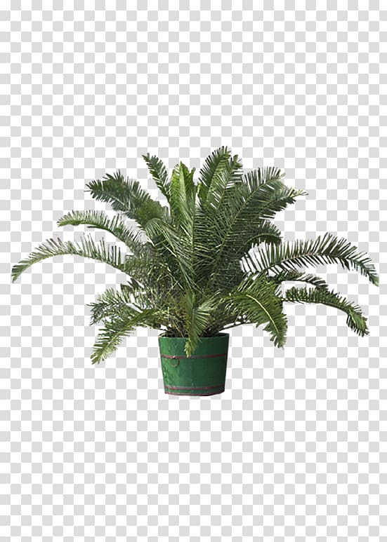 green palm plant with green pot illustration, Plant Tree Bonsai Flower Greening, Welcome plants transparent background PNG clipart