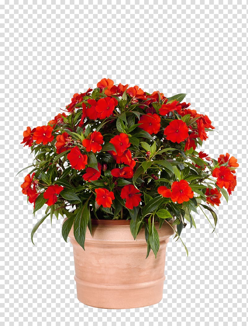 Floral design Flowerpot Impatiens Begonia Houseplant, flower transparent background PNG clipart
