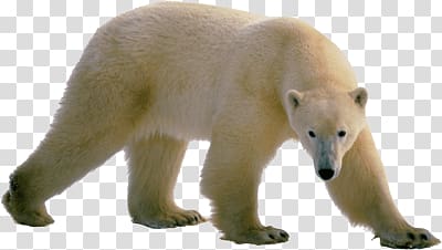 Polar bear, Polar Bear Walking transparent background PNG clipart