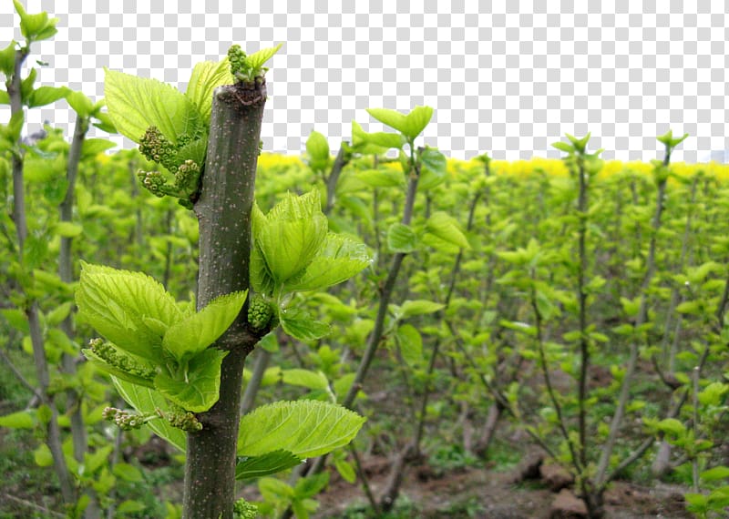 White mulberry Leaf Extract AliExpress, Mulberry field transparent background PNG clipart