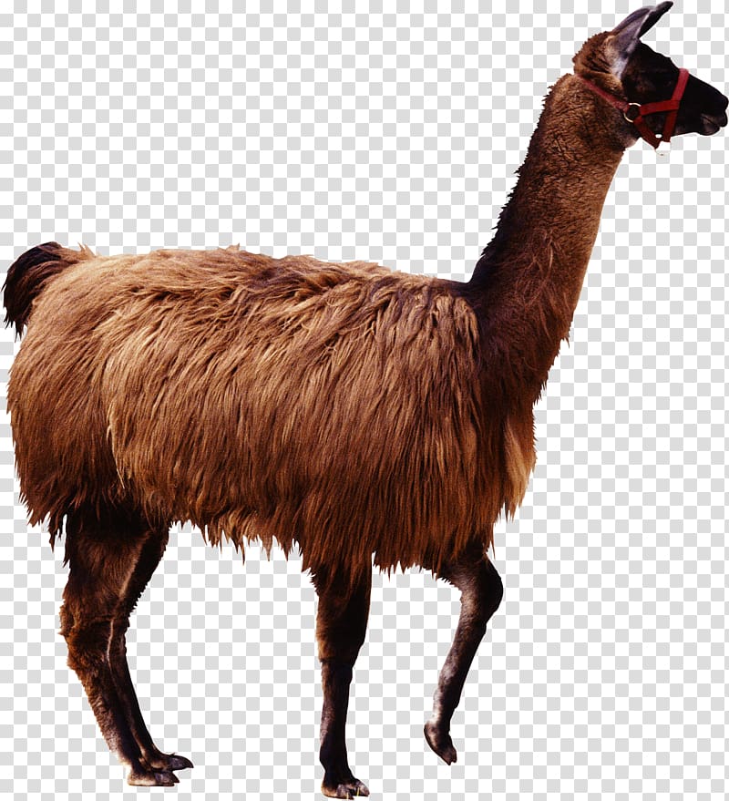 Alpaca Llama Guanaco Camel, Brown transparent background PNG clipart