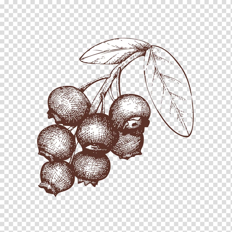 Berry Tart Drawing Illustration, Sketch of blueberries transparent background PNG clipart