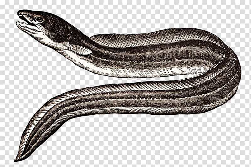 Conger Eel Sargasso Sea Drawing Moray eel, eel transparent background PNG clipart