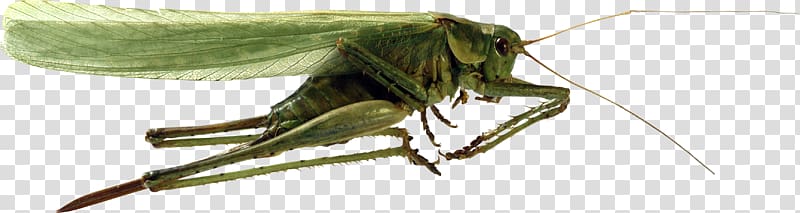 Grasshopper transparent background PNG clipart
