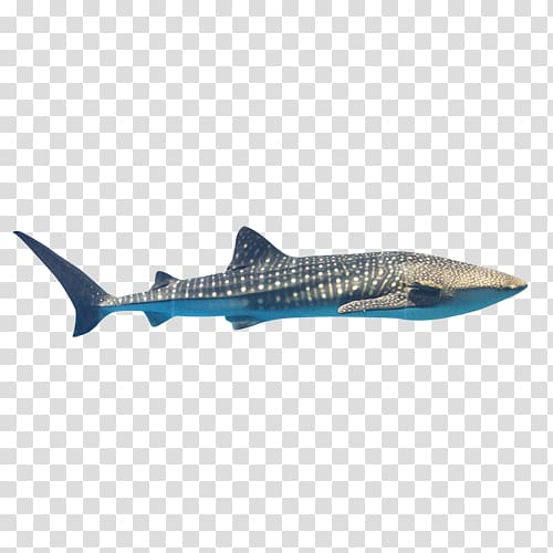 Shark Euclidean , Shallow shark transparent background PNG clipart