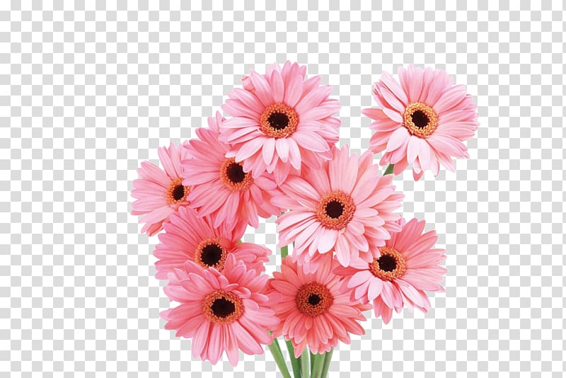 Transvaal daisy Flower Pink Rose , chrysanthemum transparent background PNG clipart