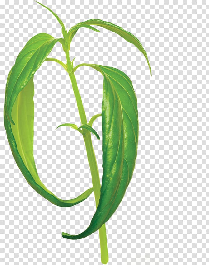 Green chiretta Andrographolide Health Leaf Disease, ginseng flower transparent background PNG clipart