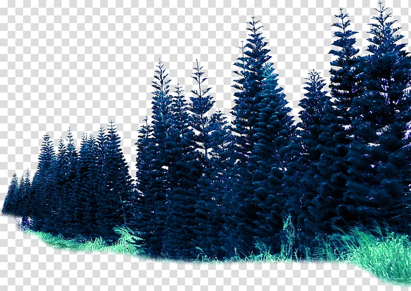 Spruce Forest Rendering, Environmental rendering effect forest material transparent background PNG clipart