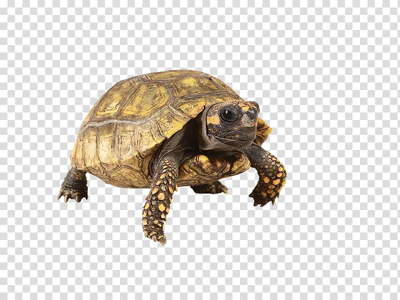 Box turtles Tortoise Reptile Pet, tortuga transparent background PNG clipart