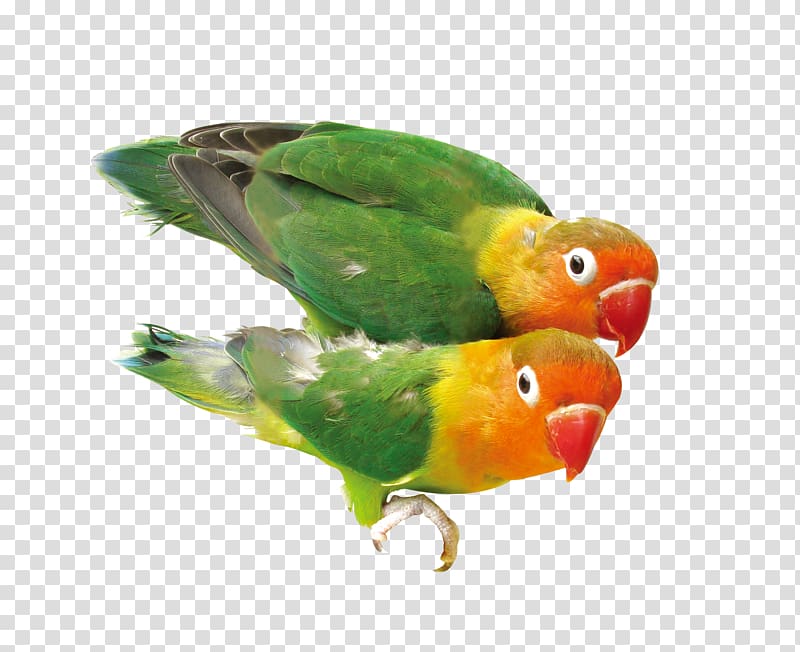 Bird Parrot , One pair of parrots transparent background PNG clipart