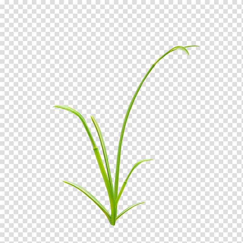 Herbaceous plant Grass, A grass transparent background PNG clipart
