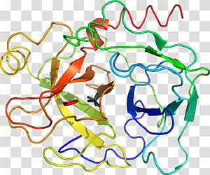 Line Point Organism , line transparent background PNG clipart thumbnail