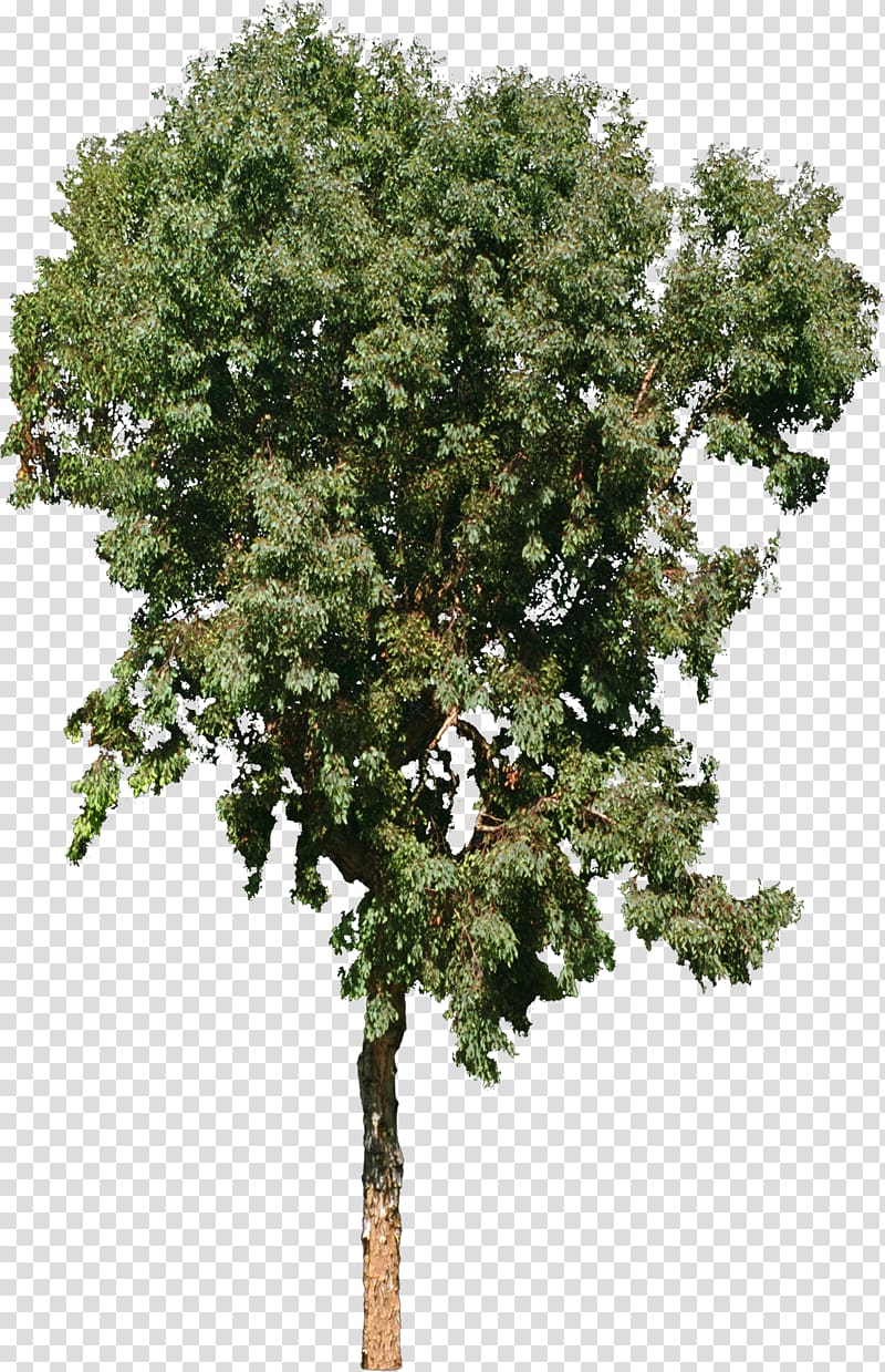 Tree , bushes transparent background PNG clipart