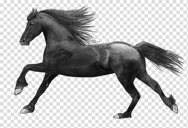 Mane Mustang Stallion Mare Pony, horse black transparent background PNG ...
