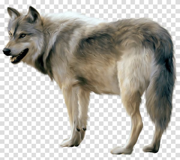 gray and black wolf, Wolf Sideview transparent background PNG clipart