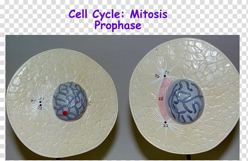 Prophase Telophase Mitosis Cell Interphase, Unlabeled Microscope Diagram transparent background PNG clipart