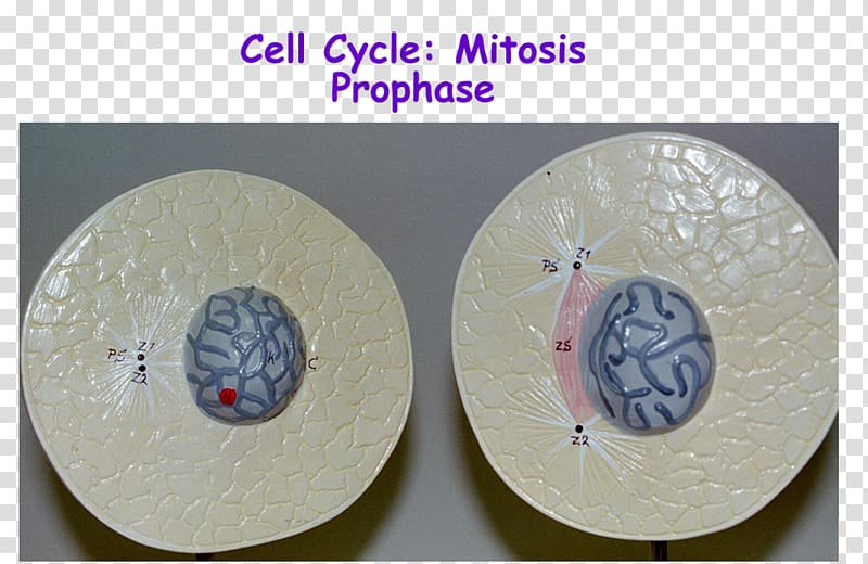 prophase mitosis