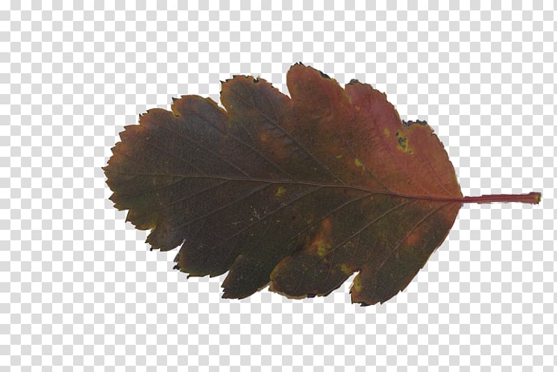 Leaf Texture mapping Petal Plant, leaf texture transparent background PNG clipart
