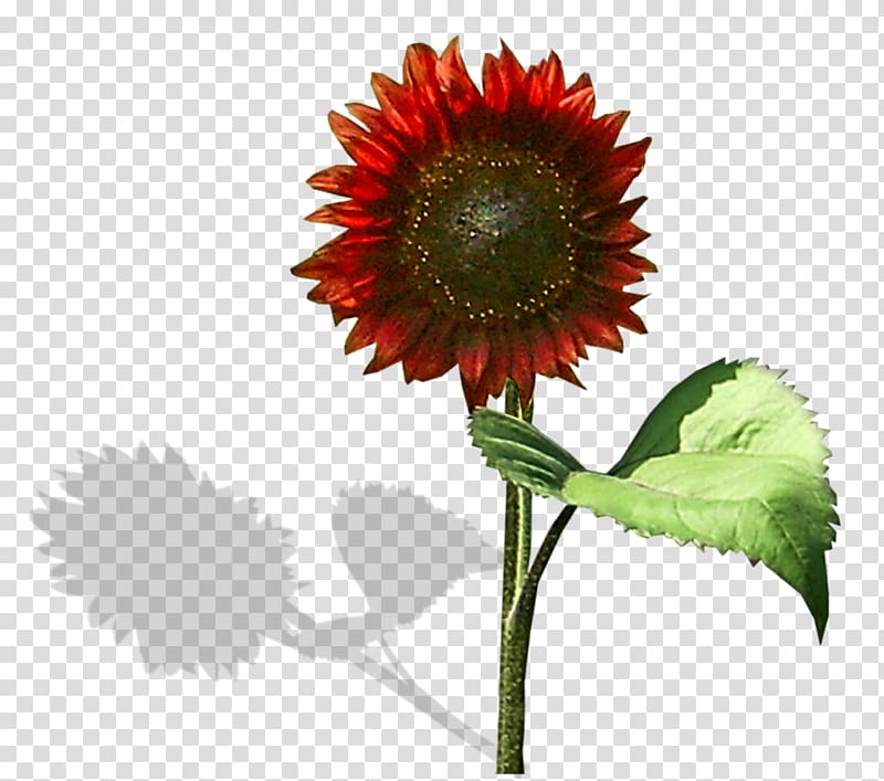 Common sunflower Red sunflower Transvaal daisy, Red Sunflower transparent background PNG clipart