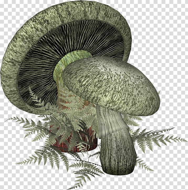 Mushroom Fungus Blog, mushroom transparent background PNG clipart