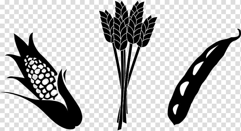 Crop Agriculture Maize Soybean , Soybean Stalk transparent background PNG clipart