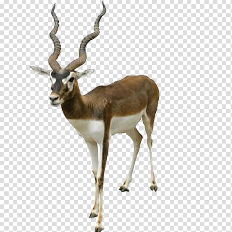 brown and white antelope illustration, Antelope Blackbuck , Qingyang goat antelope animal material transparent background PNG clipart