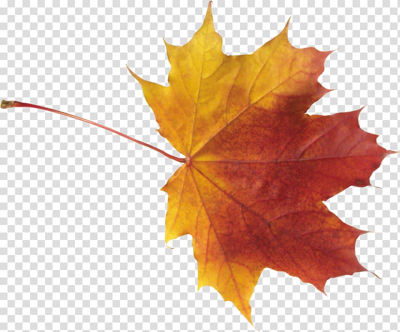 Maple leaf Autumn, autumn leaf transparent background PNG clipart