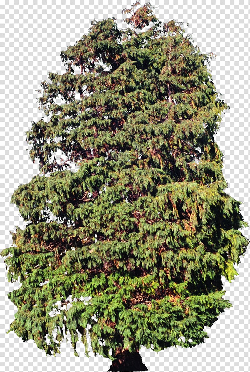 Tree Plant Evergreen Spruce Conifers, Bush transparent background PNG clipart