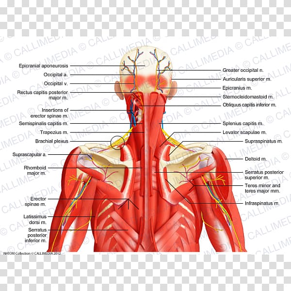 Muscle Posterior triangle of the neck Muscular system Human body Thorax, arm transparent background PNG clipart