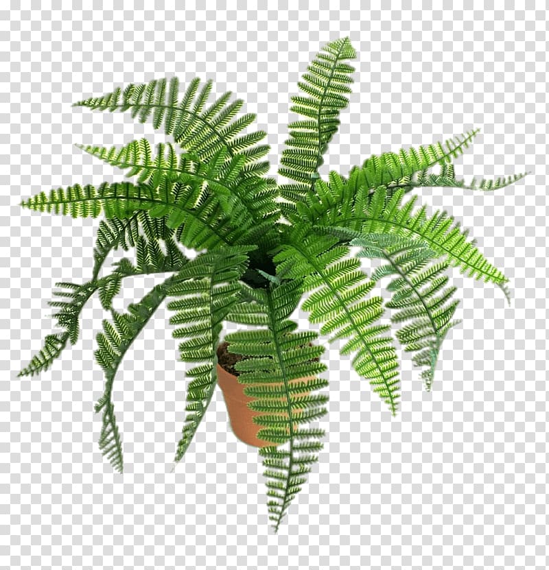 green leaf plant , Artificial Fern transparent background PNG clipart