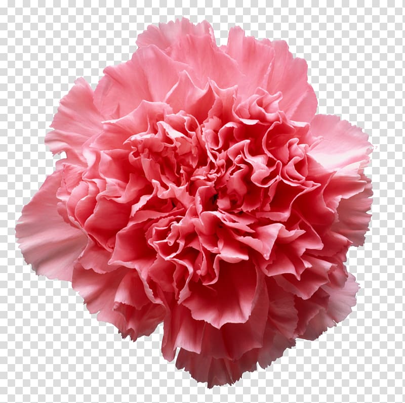 University of Missouri , carnation transparent background PNG clipart