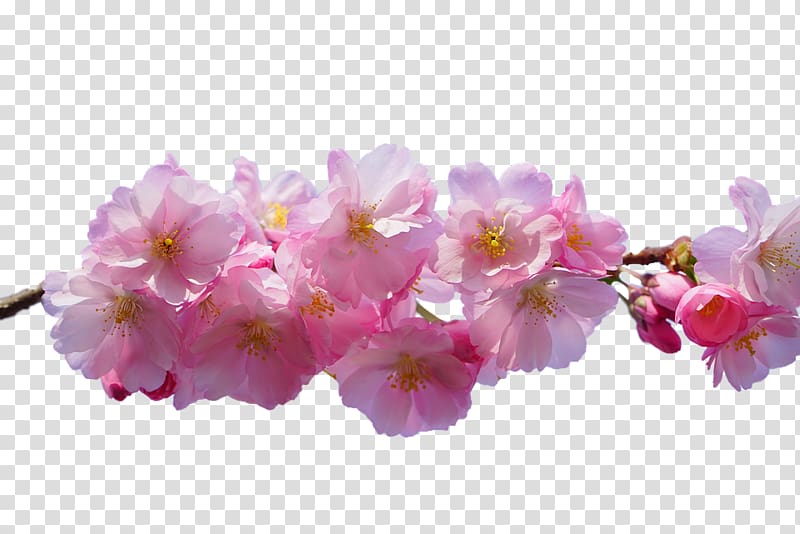Cherry blossom Flower East Asian Cherry, cherry blossom transparent background PNG clipart