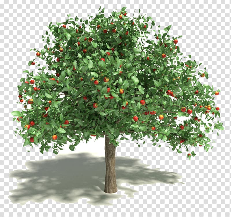 Apple Fruit tree 3D modeling 3D computer graphics, pomegranate transparent background PNG clipart