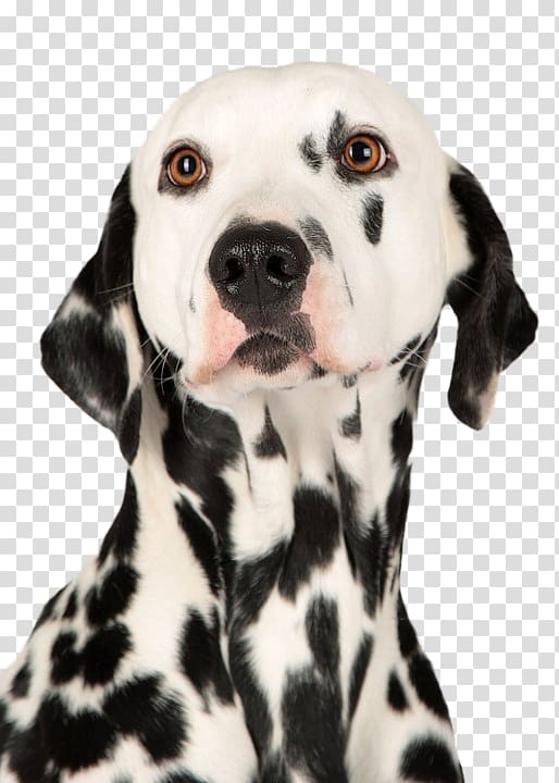 Dalmatian dog Puppy Boxer Dachshund Chihuahua, puppy transparent background PNG clipart